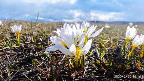 Close-up of white crocus flowers on field