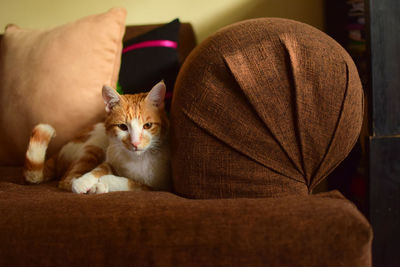 Portrait of cat sitting at home