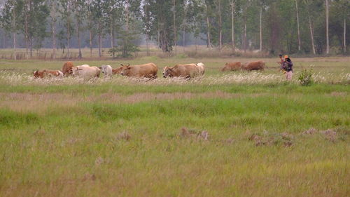 Horses in a field