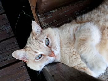 High angle view of cat resting