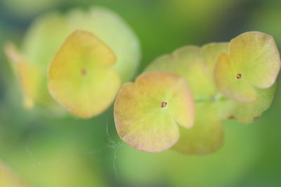 Close-up of yellow flowering plant