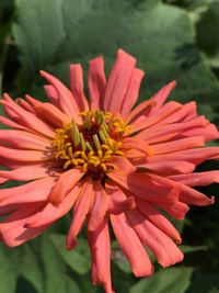 Close-up of red flower