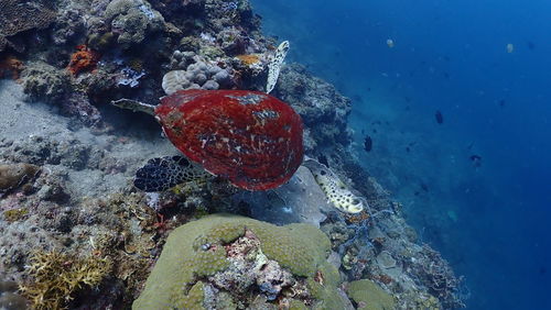 Fish swimming in sea