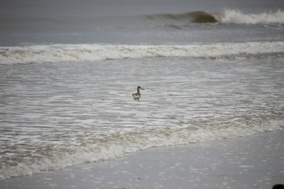 View of birds swimming in sea