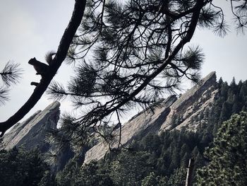 Low angle view of tree against sky