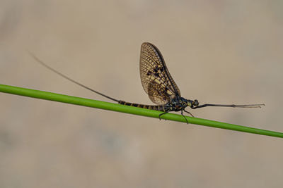 Close-up of dragonfly on plant