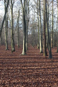 Trees in forest