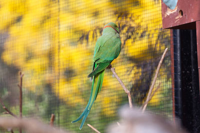 View of bird perching in cage