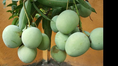 Close-up of fruits on tree