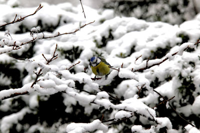 Bluetit sits in winter in the snow on a branch