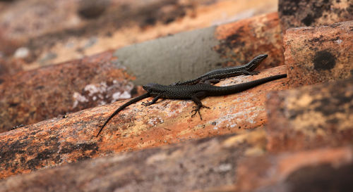 Close-up of lizard on rock