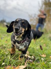 Dog looking away on field