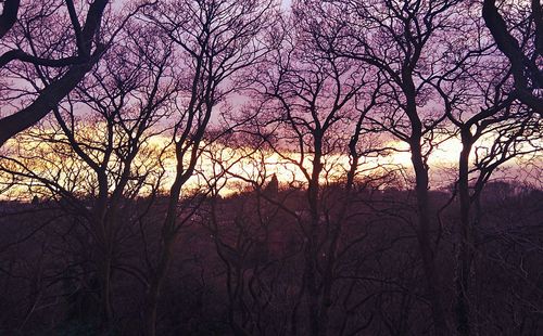 Low angle view of trees against sunset sky