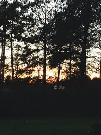 Silhouette trees in forest during sunset
