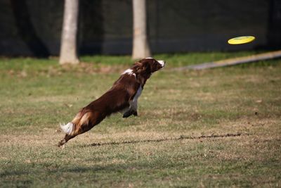 Side view of a jumping dog