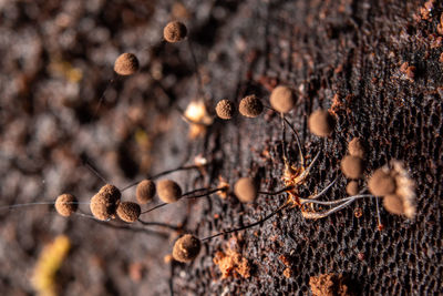 soil
