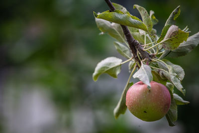 Close-up of strawberry growing on tree