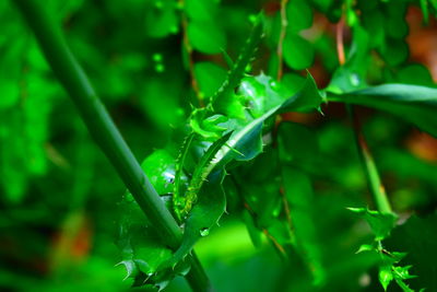 Close-up of wet plant