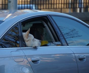 High angle view of dog in car