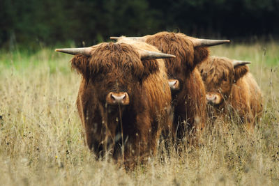 High land cattles standing amidst meadow