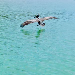 Birds flying over lake