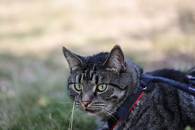 Close-up of a cat looking away