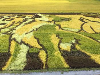 Scenic view of agricultural field