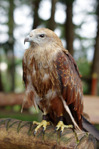 Close-up of a bird perching on wood