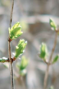 Close-up of flowering plant