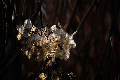 Close-up of wilted plant