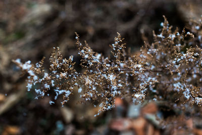 Close-up of frozen plant