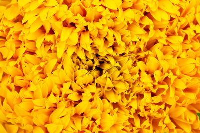 Full frame shot of yellow flowers