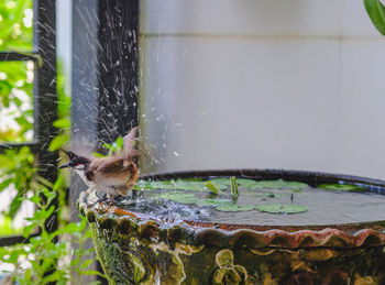 Close-up of water splashing in a fountain