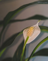 Close-up of white flowering plant