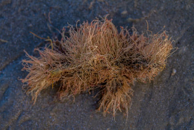 High angle view of wilted plant on rock