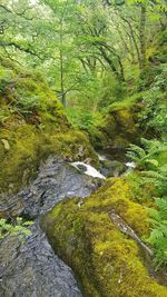 Scenic view of stream amidst trees in forest