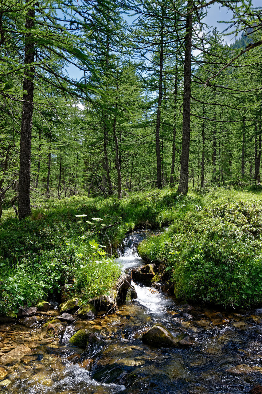 STREAM FLOWING AMIDST PLANTS IN FOREST