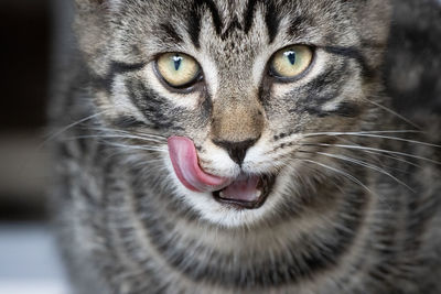 Close-up portrait of a cat