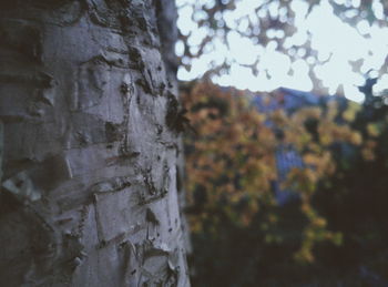 Close-up of tree trunk