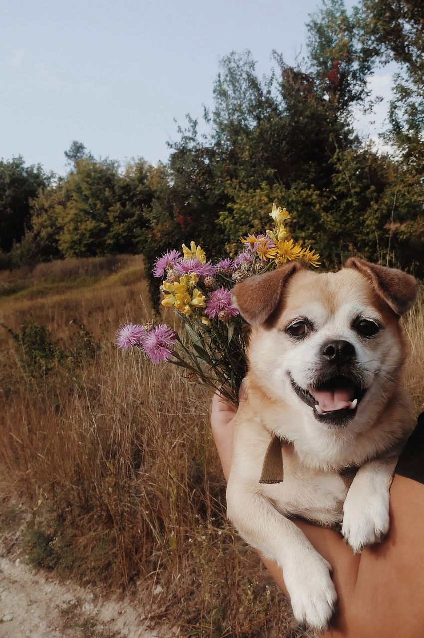 dog, pets, one animal, flower, domestic animals, animal themes, tree, nature, day, outdoors, mammal, growth, petal, no people, fragility, grass, beauty in nature, freshness, close-up, flower head, sky