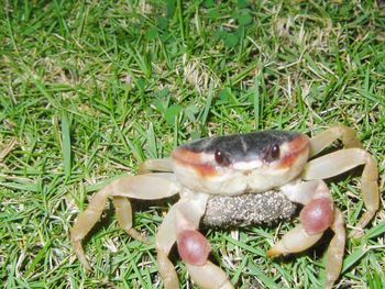 Close-up of crab in grass