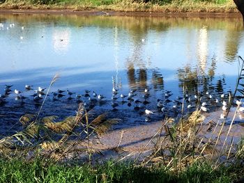 View of birds in lake