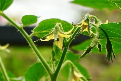 Close-up of fresh green plant