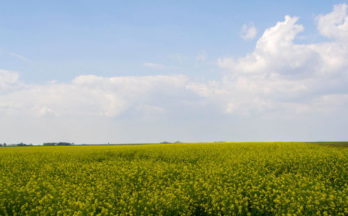 Scenic view of field against sky