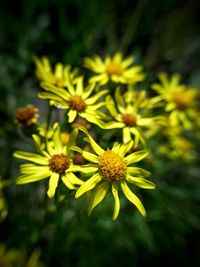 Close-up of yellow flowers blooming outdoors