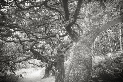 Bare tree in forest