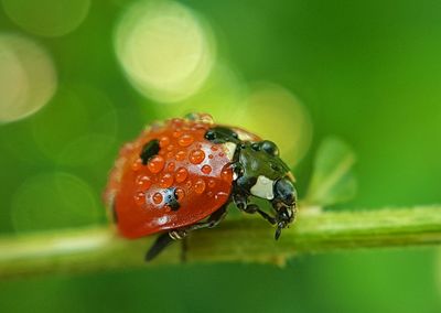 Close-up of ladybug on leaf