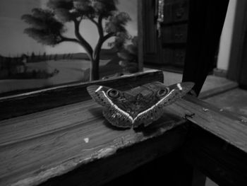 Close-up of bird on table