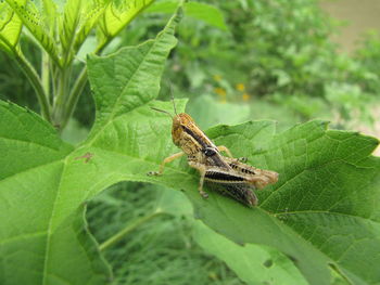 Close-up of insect on leaf