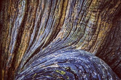 Full frame shot of tree trunk